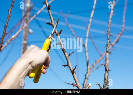 La taille des mâles avant le début du printemps Banque D'Images