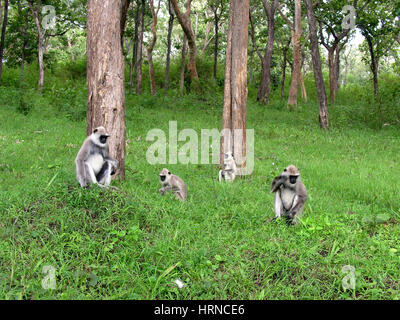 Singe à face noire (aka Langur indien ou Gray Langur) (Semnopithecus animaux singe) à Bandipur National Park, Karnataka, Inde Banque D'Images