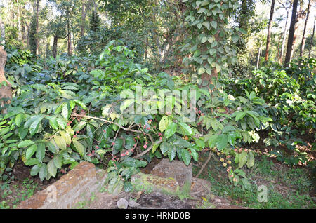 Les plantations de café à Madikeri, Coorg, Karnataka, Inde. Les plantes de café avec les grains de café. Banque D'Images