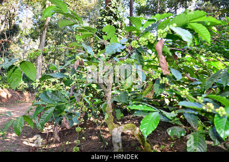 Les plantations de café à Madikeri, Coorg, Karnataka, Inde. Les plantes de café avec les grains de café. Banque D'Images