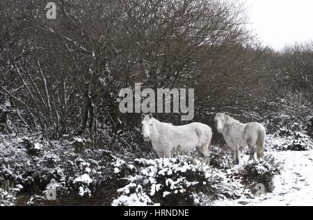 Deux chevaux blancs dans la nouvelle forêt dans la neige de l'hiver à la recherche de l'appareil photo Banque D'Images