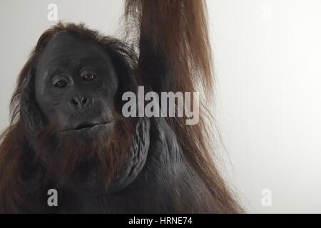 La pièce de l'orang-outan au Musée d'Histoire Naturelle Banque D'Images