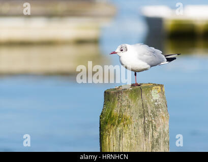 Mouette debout sur une jambe sur le dessus d'un poste. Banque D'Images