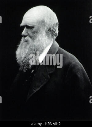 Charles Robert Darwin, Naturaliste anglais Banque D'Images