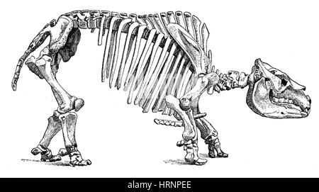 Toxodon, mammifères du cénozoïque Banque D'Images