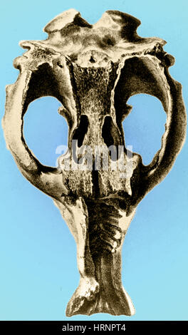 Toxodon, mammifère disparu Banque D'Images