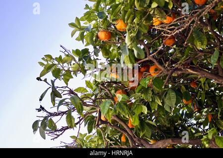 Les oranges de Séville qui poussent sur un arbre en Espagne avec des feuilles et un ciel bleu. Banque D'Images