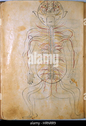 Mansur Anatomie, système nerveux central, 15e siècle Banque D'Images