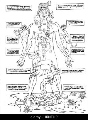 Homme zodiaque Astrologie médicale, Banque D'Images