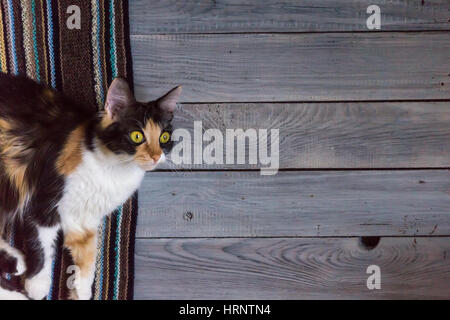 Fluffy cat se trouve sur une écharpe en tricot sur une surface en bois Banque D'Images