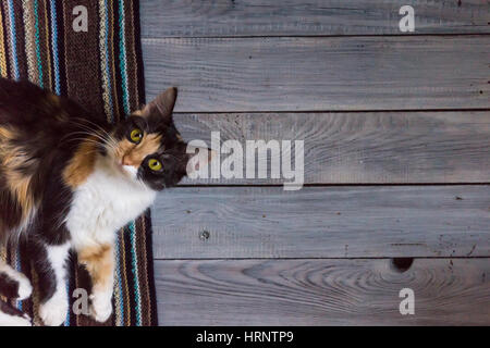 Fluffy cat se trouve sur une écharpe en tricot sur une surface en bois Banque D'Images