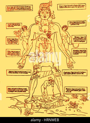 Homme zodiaque Astrologie médicale, Banque D'Images