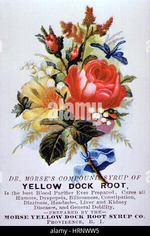 Le Dr Morse Dock jaune Sirop Racine Banque D'Images