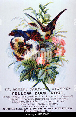 Le Dr Morse Dock jaune Sirop Racine Banque D'Images