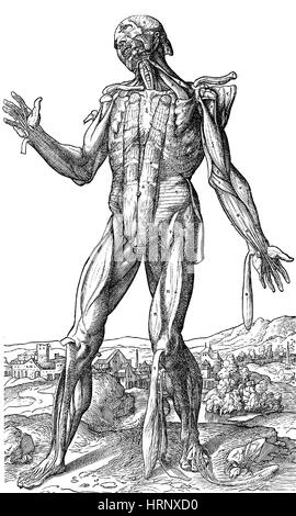 Musculature humaine Vesalius, anatomie 5 de 6 Banque D'Images