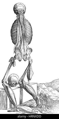 Musculature humaine Vesalius, anatomie 6 de 6 Banque D'Images