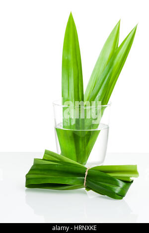 Les feuilles de Pandan frais vert gros plan, Thai herbal Banque D'Images