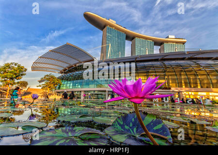 Fleur de Lotus en face du centre commercial Shoppes, l'Étang Fleur, Mall, Marina Bay Sands Hotel, Singapour, Asie, Singapour Banque D'Images