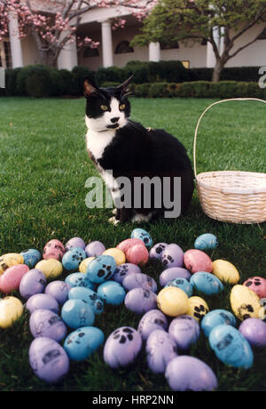 Socks the Cat avec des oeufs de Pâques, 1994 Banque D'Images