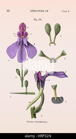 Darwin's Orchis Pyramidalis, illustration Banque D'Images