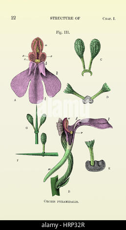 Darwin's Orchis Pyramidalis, illustration Banque D'Images