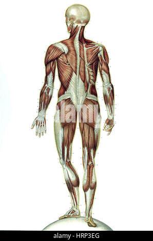 Anatomie du corps humain, Laskowski, 1894 Banque D'Images