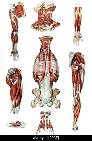 Anatomie du corps humain, Laskowski, 1894 Banque D'Images