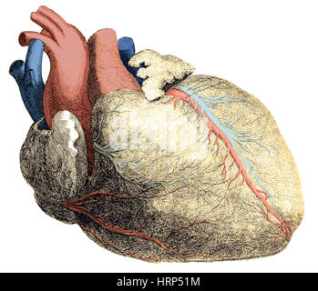 Coeur, ILLUSTRATION ANATOMIQUE, 1704 Banque D'Images