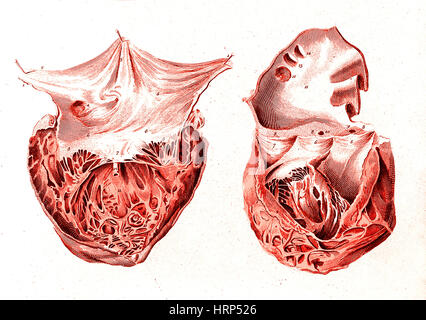 Coeur, ILLUSTRATION ANATOMIQUE, 1814 Banque D'Images