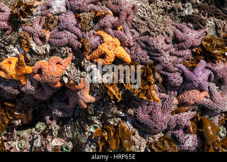 Un rocher couvert d'anémones de mer et des étoiles de mer. Certaines des étoiles de mer étoile de mer ont des cervidés, 2013 2e Beach sur la péninsule Olympique de WA. Banque D'Images