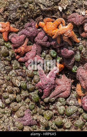 Un rocher couvert d'anémones de mer et des étoiles de mer. Certaines des étoiles de mer étoile de mer ont des cervidés, 2013 2e Beach sur la péninsule Olympique de WA. Banque D'Images