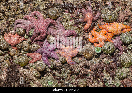 Un rocher couvert d'anémones de mer et des étoiles de mer. Certaines des étoiles de mer étoile de mer ont des cervidés, 2013 2e Beach sur la péninsule Olympique de WA. Banque D'Images