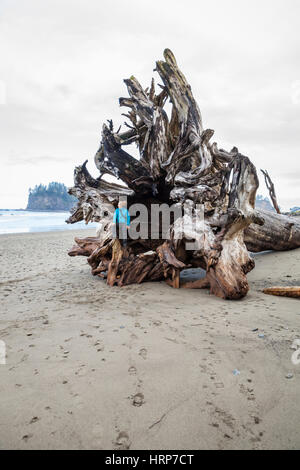 Une femme assise à l'intérieur les racines d'un arbre de bois flotté géant au 2ème plage, côte de Washington près de la Push. Banque D'Images