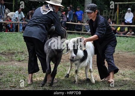 Garut, Indonésie - 15 janvier 2012 : la lutte contre la concurrence en mouflons Garut, Java ouest, Indonésie Banque D'Images
