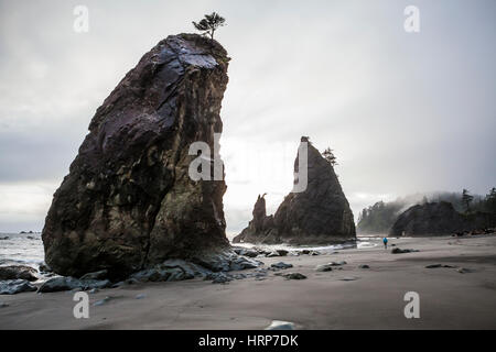 Une femme seule promenades le long du paysage spectaculaire de Rialto Beach dans le parc national Olympic, Washington, USA Banque D'Images