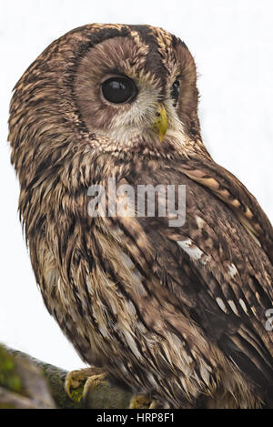 Close up d'un tawny owl brun perché sur une branche et à droite Banque D'Images