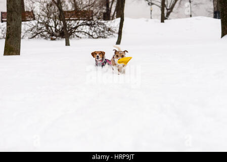 Deux copains chiens jouer et courir ensemble au parc public Banque D'Images