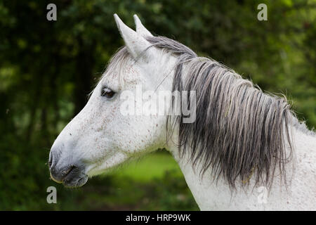 Tête de cheval blanc sauvage avec les cheveux gris, closeup portrait. Arbres en arrière-plan flou vert Banque D'Images