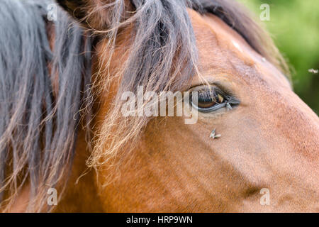 Tête de cheval sauvage brown closeup portrait. L'accent sur eye dans macro zoom. Fly sur la tête. Banque D'Images