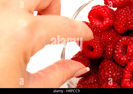 Cueillette à la main une femme d'un bol de framboises Banque D'Images