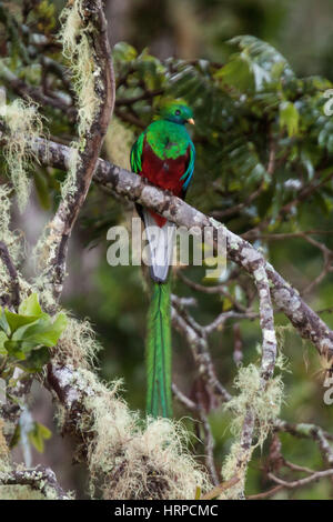 Le Quetzal resplendissant, Pharomachrus mocinno, était l'oiseau sacré des Mayas et des Aztèques en Méso-Amérique. Elle habite les forêts nébuleuses élevé. Banque D'Images