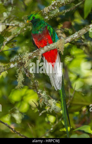 Le Quetzal resplendissant, Pharomachrus mocinno, était l'oiseau sacré des Mayas et des Aztèques en Méso-Amérique. Elle habite les forêts nébuleuses élevé. Banque D'Images