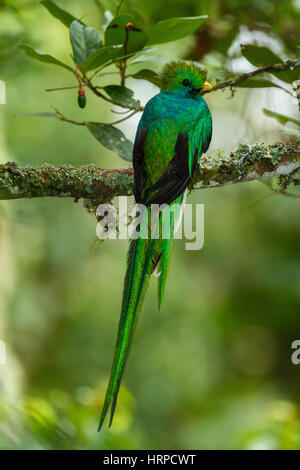 Le Quetzal resplendissant, Pharomachrus mocinno, était l'oiseau sacré des Mayas et des Aztèques en Méso-Amérique. Elle habite les forêts nébuleuses élevé. Banque D'Images