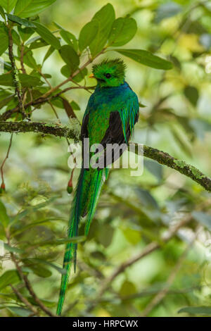 Le Quetzal resplendissant, Pharomachrus mocinno, était l'oiseau sacré des Mayas et des Aztèques en Méso-Amérique. Elle habite les forêts nébuleuses élevé. Banque D'Images