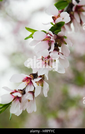 Belles fleurs pourpre almandry Close-up Banque D'Images