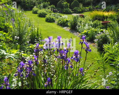 Iris bleu avec rétroéclairage ensoleillée à Chenies Manor jardin en contrebas avec de feuillage. Juin. Banque D'Images