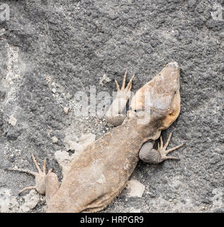 Le lézard géant de Gran Canaria (Gallotia stehlini) sur les roches du littoral. Gran Canaria, îles canaries, espagne Banque D'Images