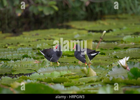 (Gallinula galeata gallinule commune) Banque D'Images