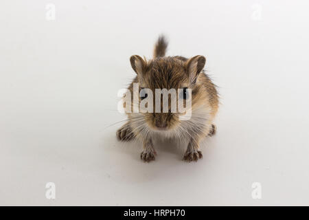 Gerbille de Mongolie la litière, Desert Rat sur fond blanc Banque D'Images