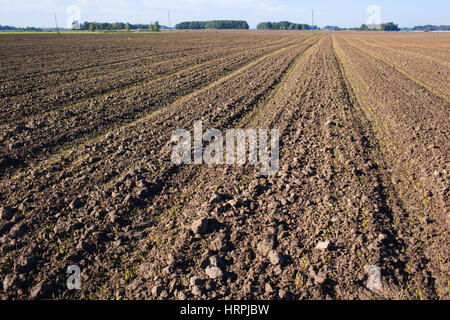 Champ labouré avec des traces de tracteur dans le temps d'automne Banque D'Images